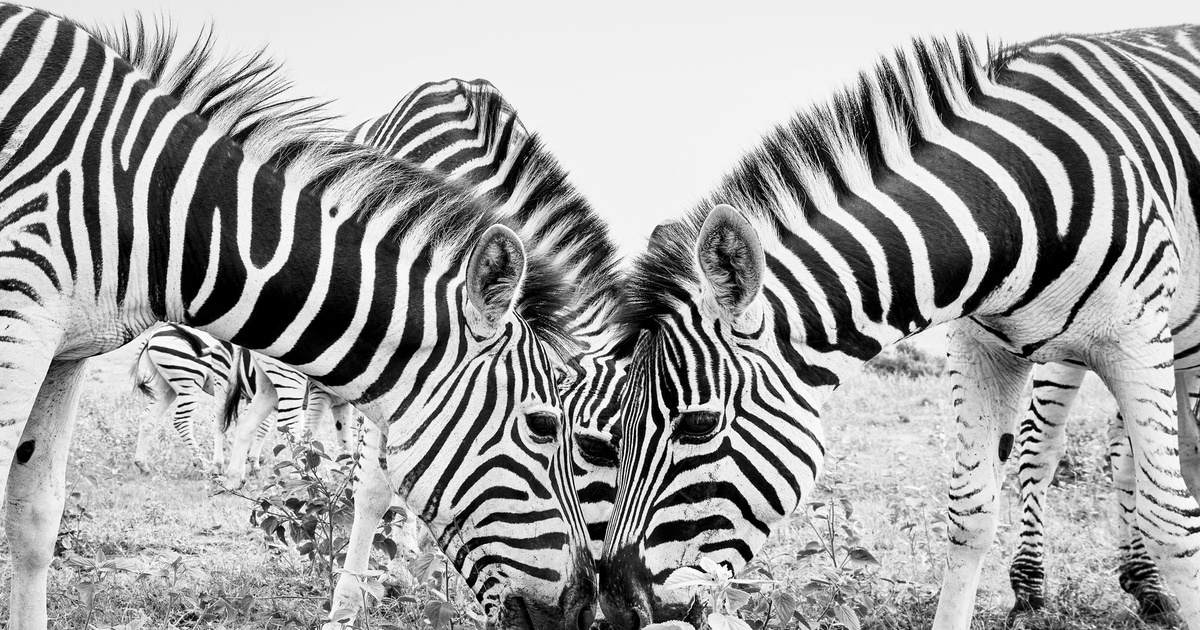 AFFORDABLE ART FAIR The Drang Gallery affordable-art-fair-the-drang-gallery